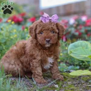 Sophie, Miniature Poodle Puppy